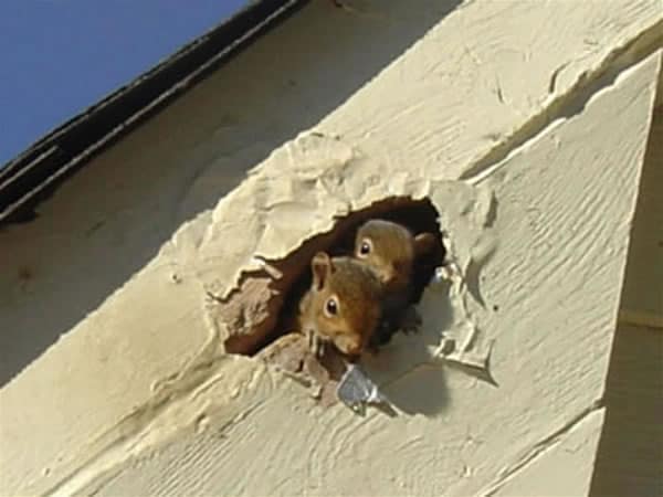 DIY! How To Get A Squirrel Out Of The Wall? - Into Yard