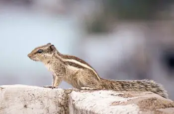 6 Proven Ways! How to Get Rid of Squirrels in Your Yard?