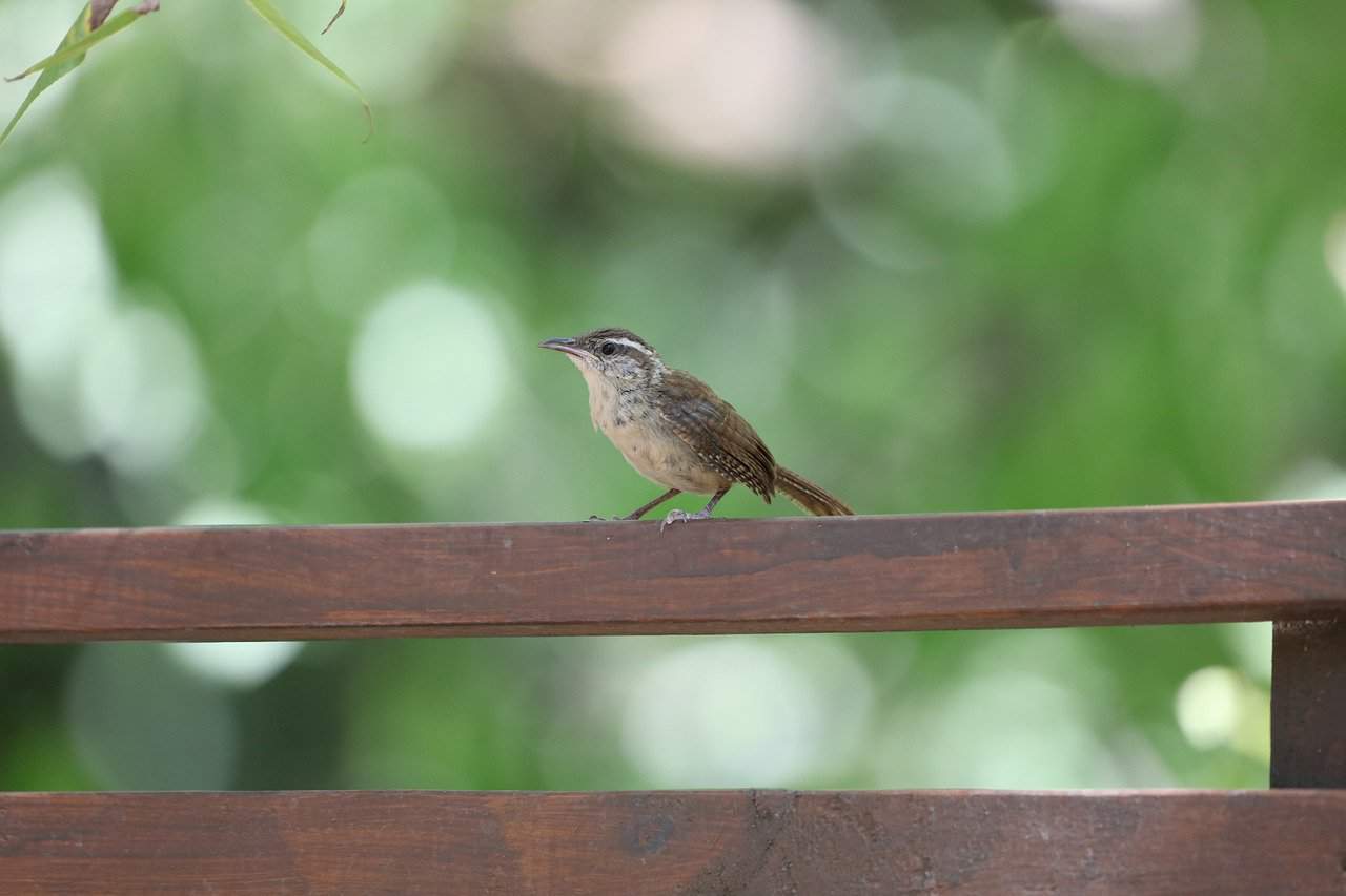 10 Proven Ways How To Keep Birds Off The Porch Into Yard   How To Keep Birds Off The Porch 