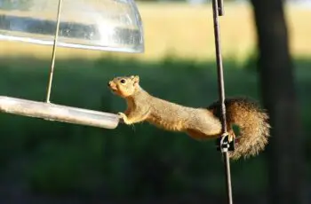 11 Proven Ways! How To Keep Squirrels Off Bird Feeders?
