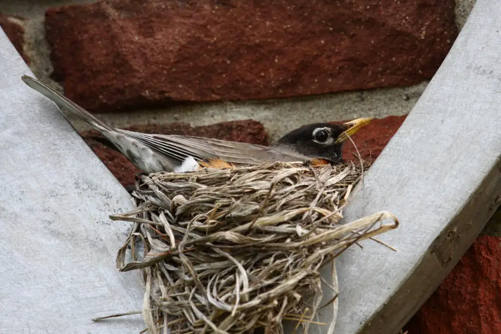 how to prevent birds from nesting in gutters