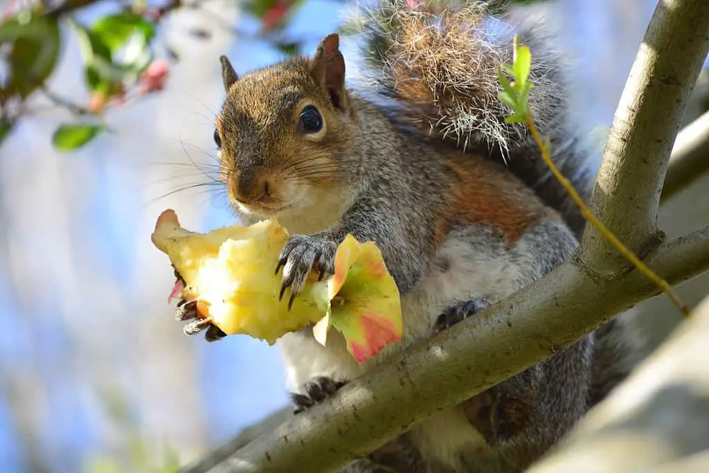 how to prevent squirrels from eating your apples