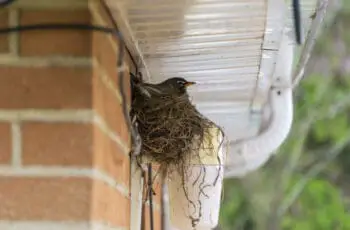10 Proven Ways! How To Stop Birds From Nesting In The Gutter?