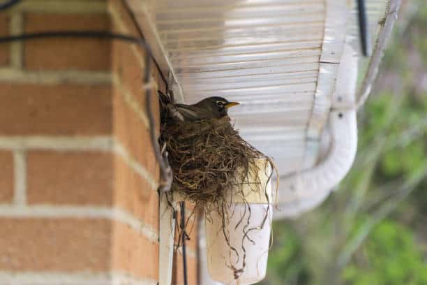 10 Proven Ways! How To Stop Birds From Nesting In The Gutter? - Into Yard