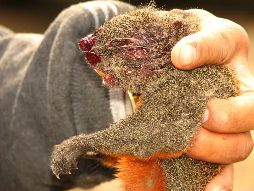 humans hunt and kill squirrels