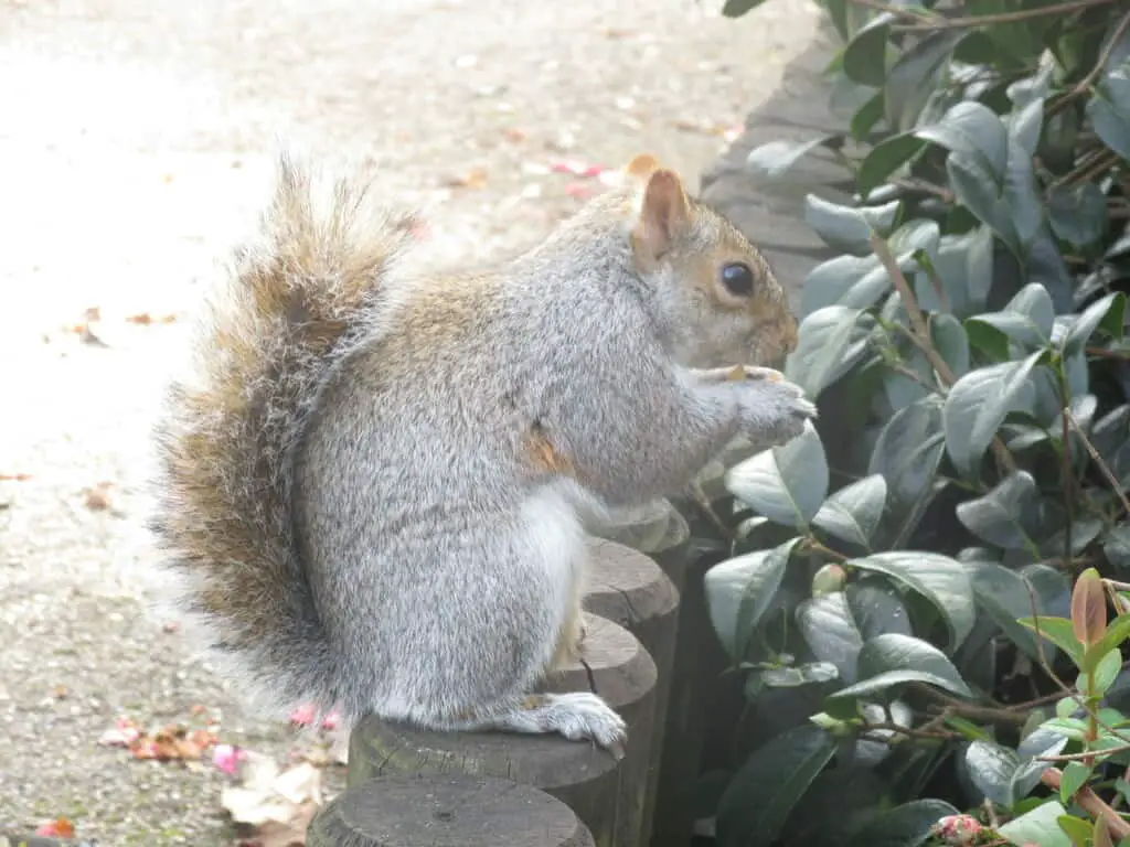 natural squirrel repellents