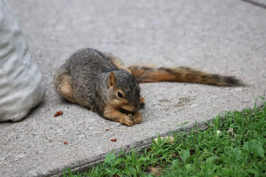 Should I take an injured squirrel back home as a pet