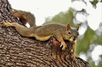 Squirrel Dragging Its Back Legs (Hind Limb Paralysis)