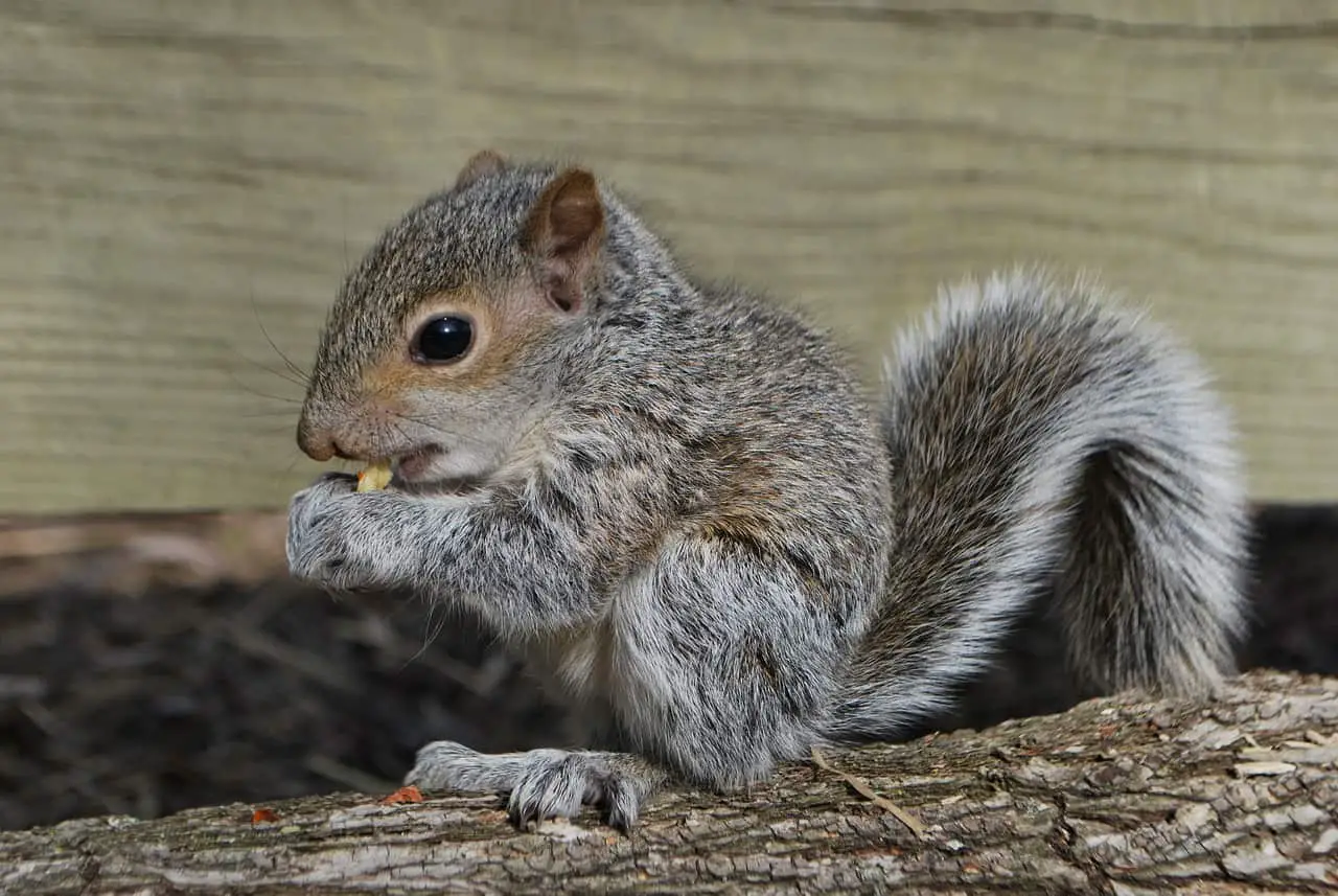 do male squirrels eat baby squirrels