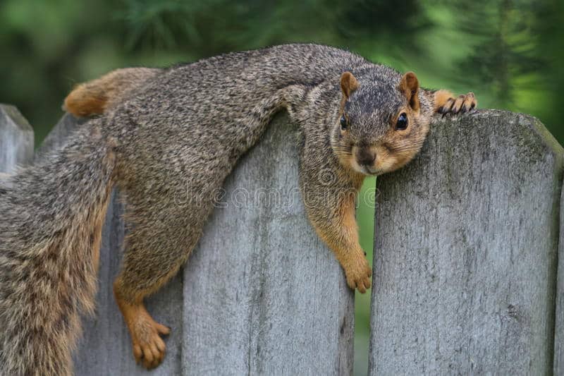 squirrel napping staring at you
