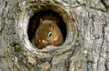 What Do Squirrel Nests Look Like? Where, Why and When?