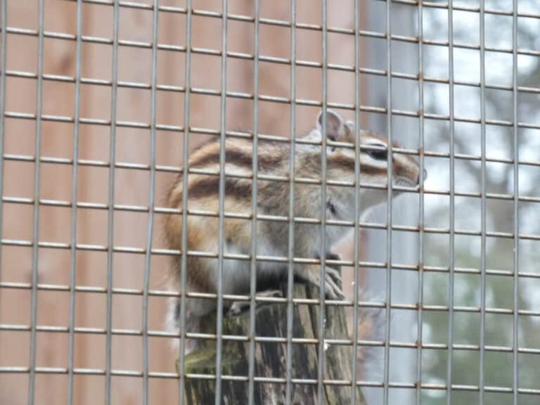 What Is The Best Bait To Trap A Squirrel Peanut Butter Or Marshmallow