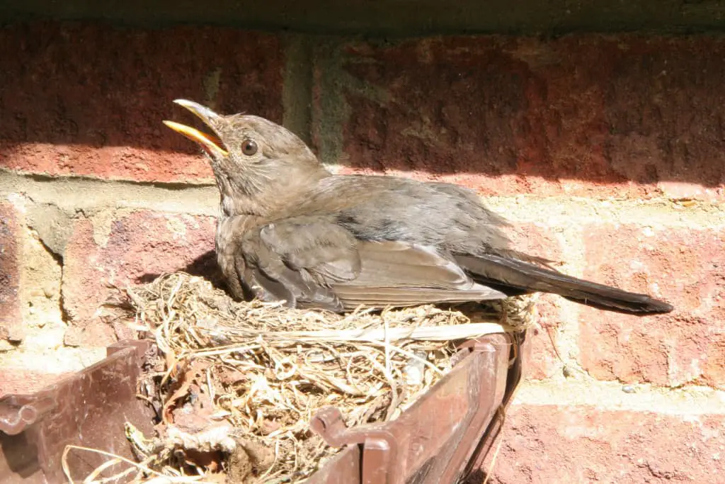 what to do when birds have already nested in gutters