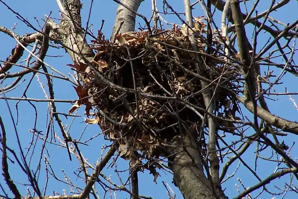 What Do Squirrel Nests Look Like? Where, Why and When? - Into Yard