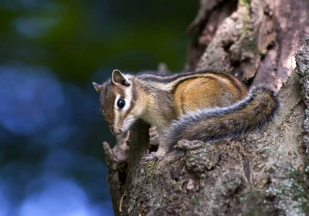 Day and Night! Are Squirrels Nocturnal? - Into Yard