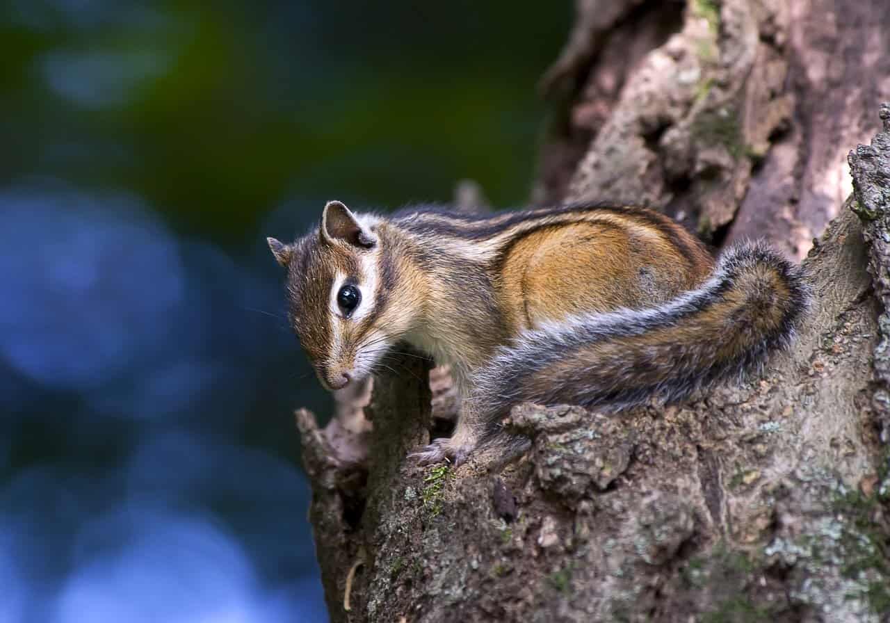 Where Do Squirrels Go At Night