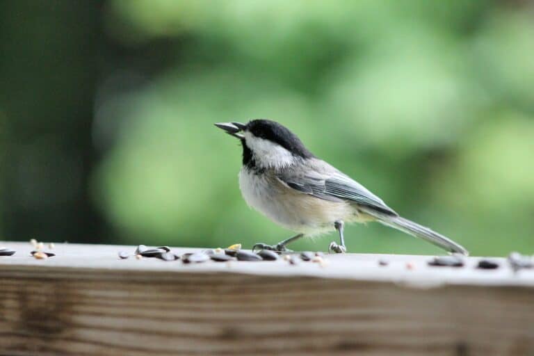 can-birds-eat-sesame-seeds-raw-or-roasted-into-yard