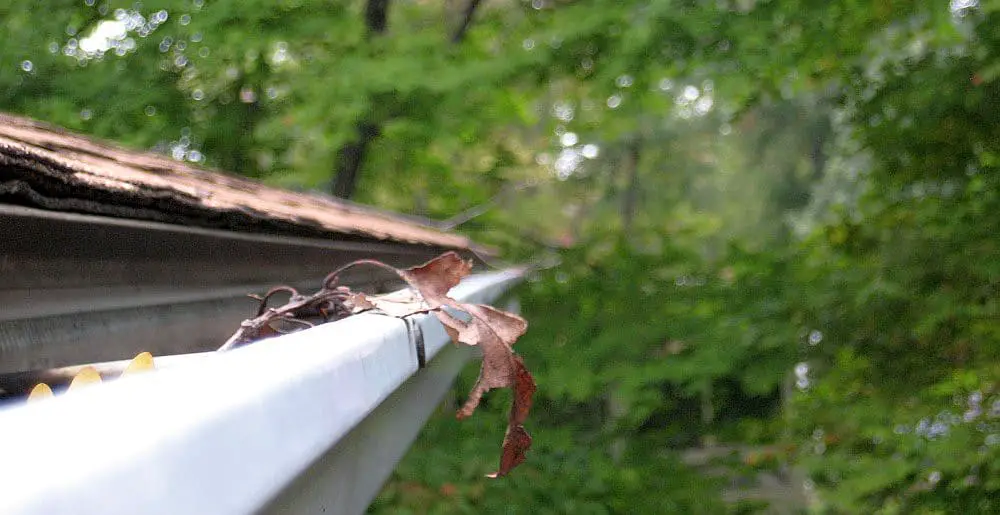 why bird nests in gutters is a big problem