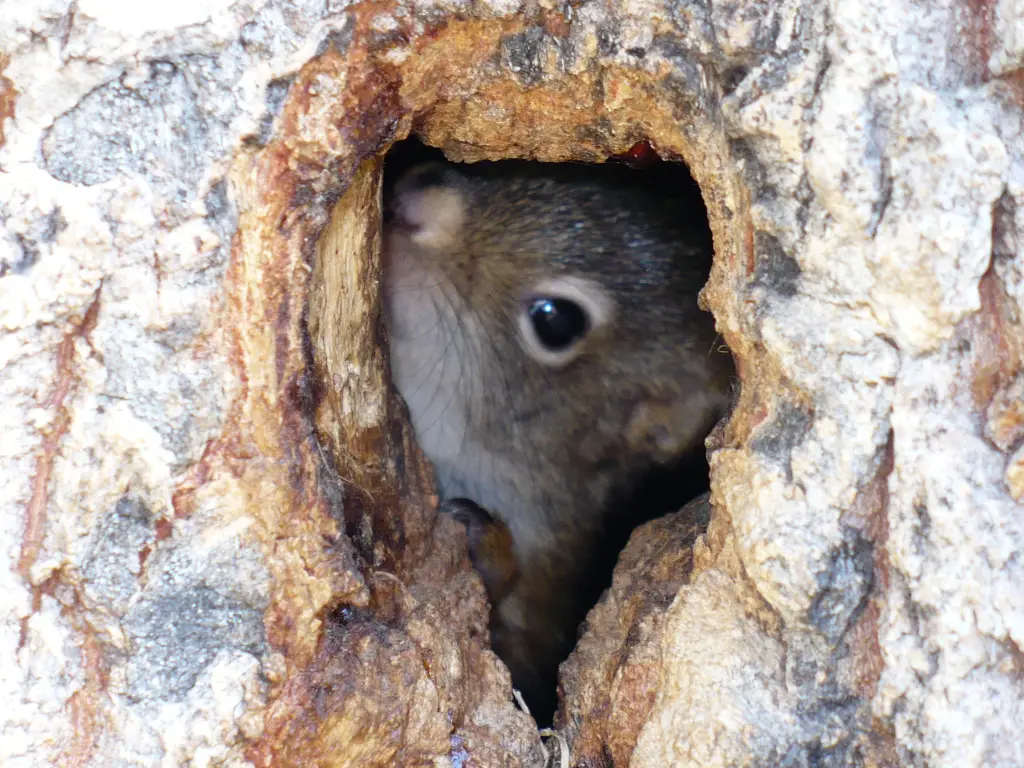 Why Do Squirrels Build Nests