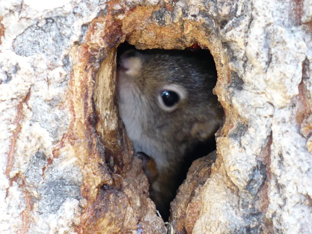 What Do Squirrel Nests Look Like? Where, Why and When? - Into Yard