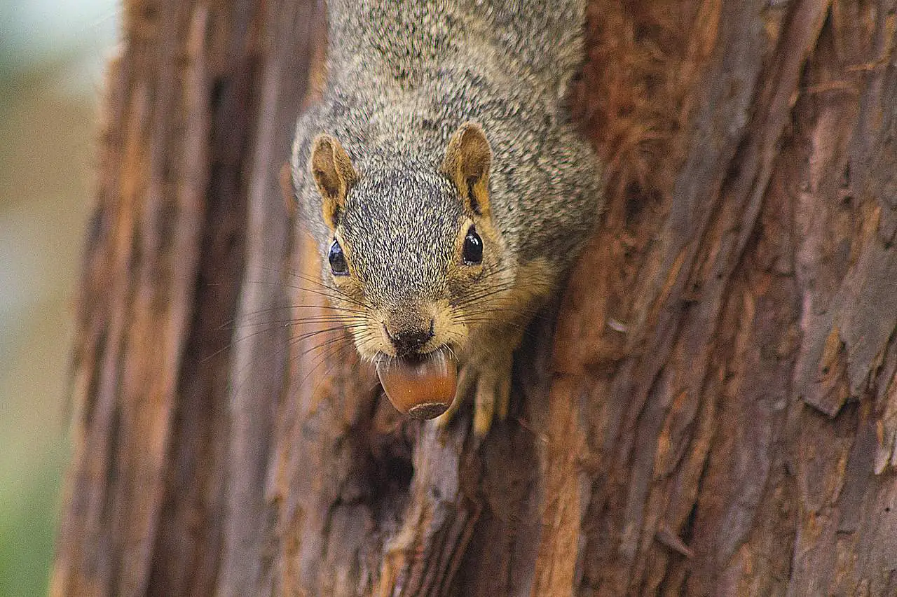 why do squirrels eat acorns