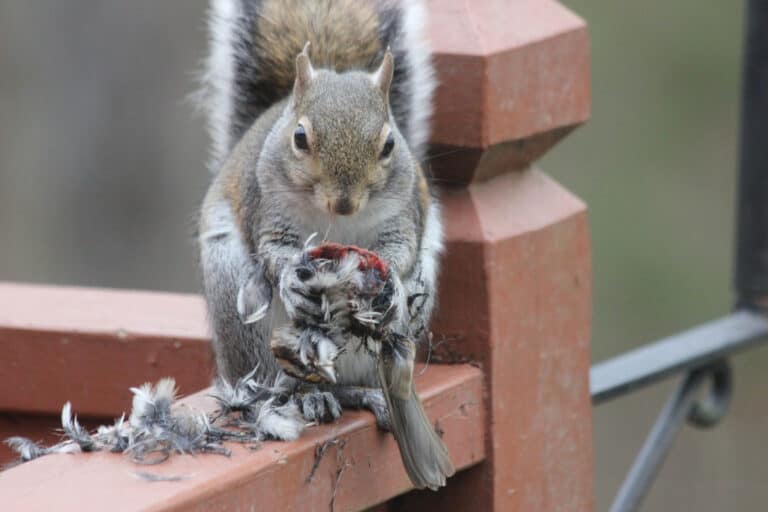 Do Squirrels Eat Birds And Their Babies? - Into Yard