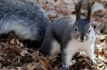 Be Alert! Why Do Squirrels Stare At You?