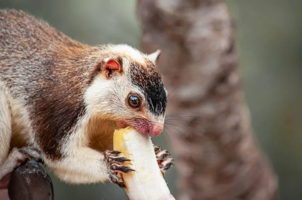can squirrels eat banana peels