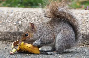 Can Squirrels Really Eat Bananas? And Banana Peels?