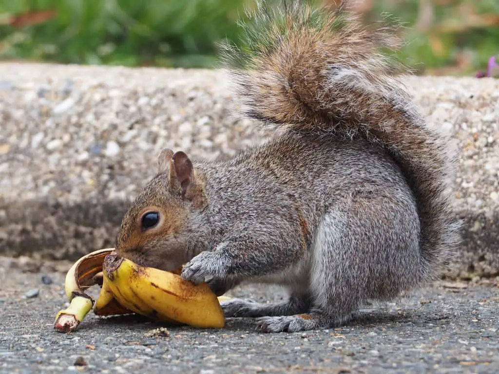 Can Squirrels Really Eat Bananas? And Banana Peels? - Into Yard