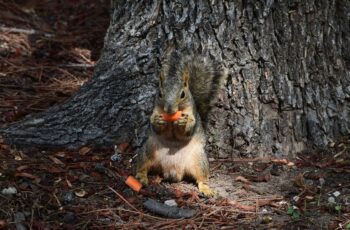 Can Squirrels Eat Carrots? Dig Carrots In Your Garden?
