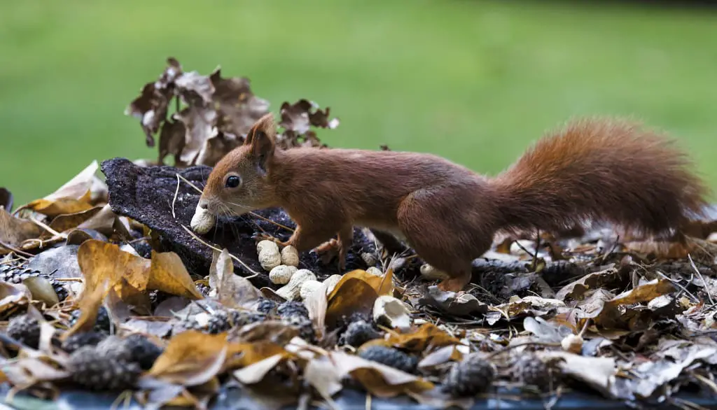 Can Squirrels Eat Dry Roasted Peanuts