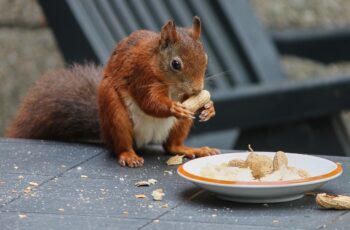 Can Squirrels Eat Peanuts? How Bad Are Peanuts To Squirrels?