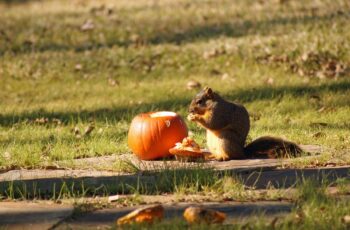 Can Squirrels Eat Pumpkin? Which Part Is Most Nutritious?