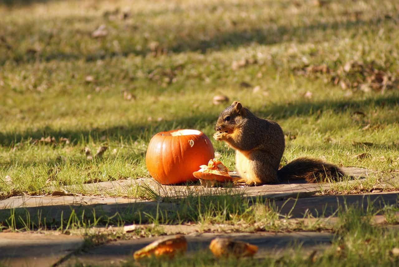 can-squirrels-eat-pumpkin-which-part-is-most-nutritious-into-yard