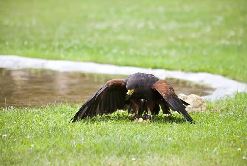 do hawks eat dead and alive squirrels