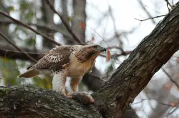 Avian Predators! Do Hawks Eat Squirrels?