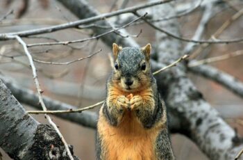 Toxic! Do Squirrels Eat Buckeyes?