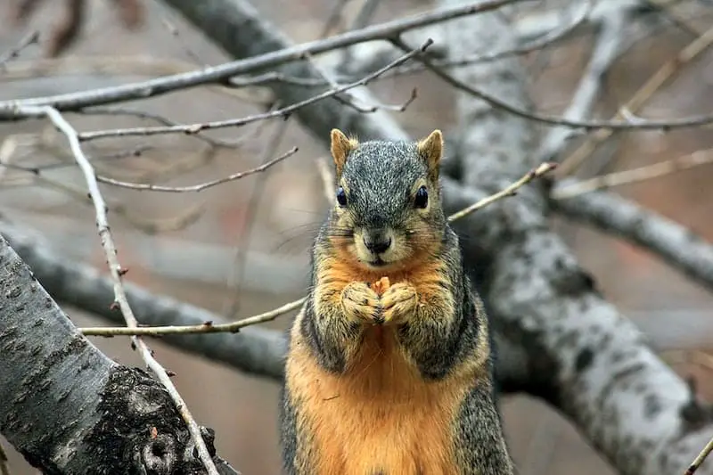 Toxic! Do Squirrels Eat Buckeyes? - Into Yard do