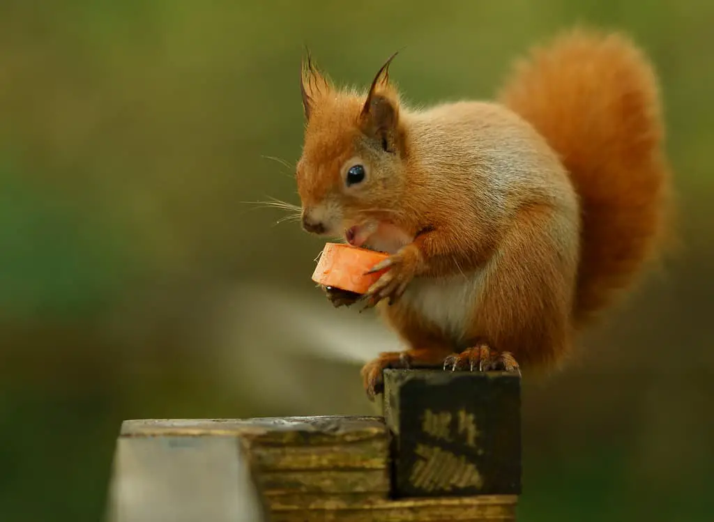 do squirrels eat carrots