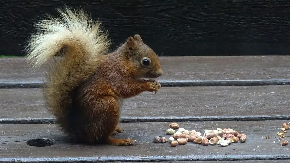 do squirrels eat peanuts