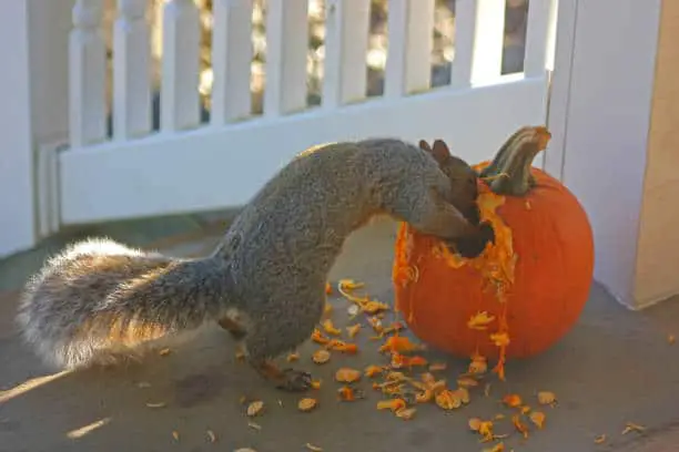 do squirrels eat pumpkin