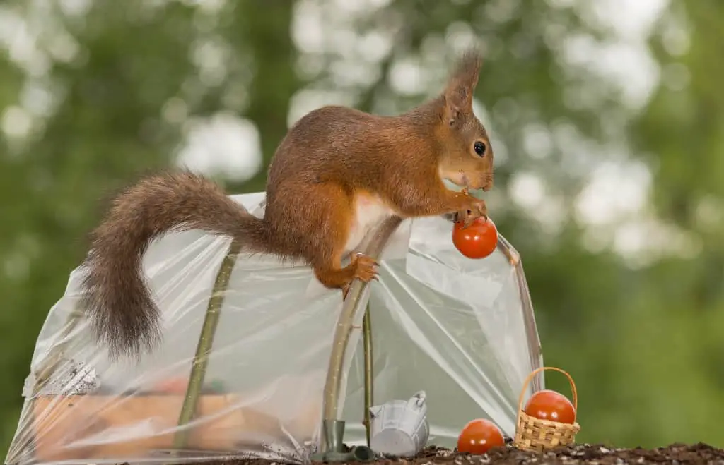 do squirrels eat tomatoes