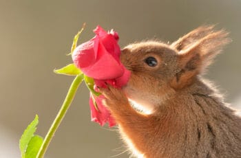Do Squirrels Eat Flowers? Like And Dislike!