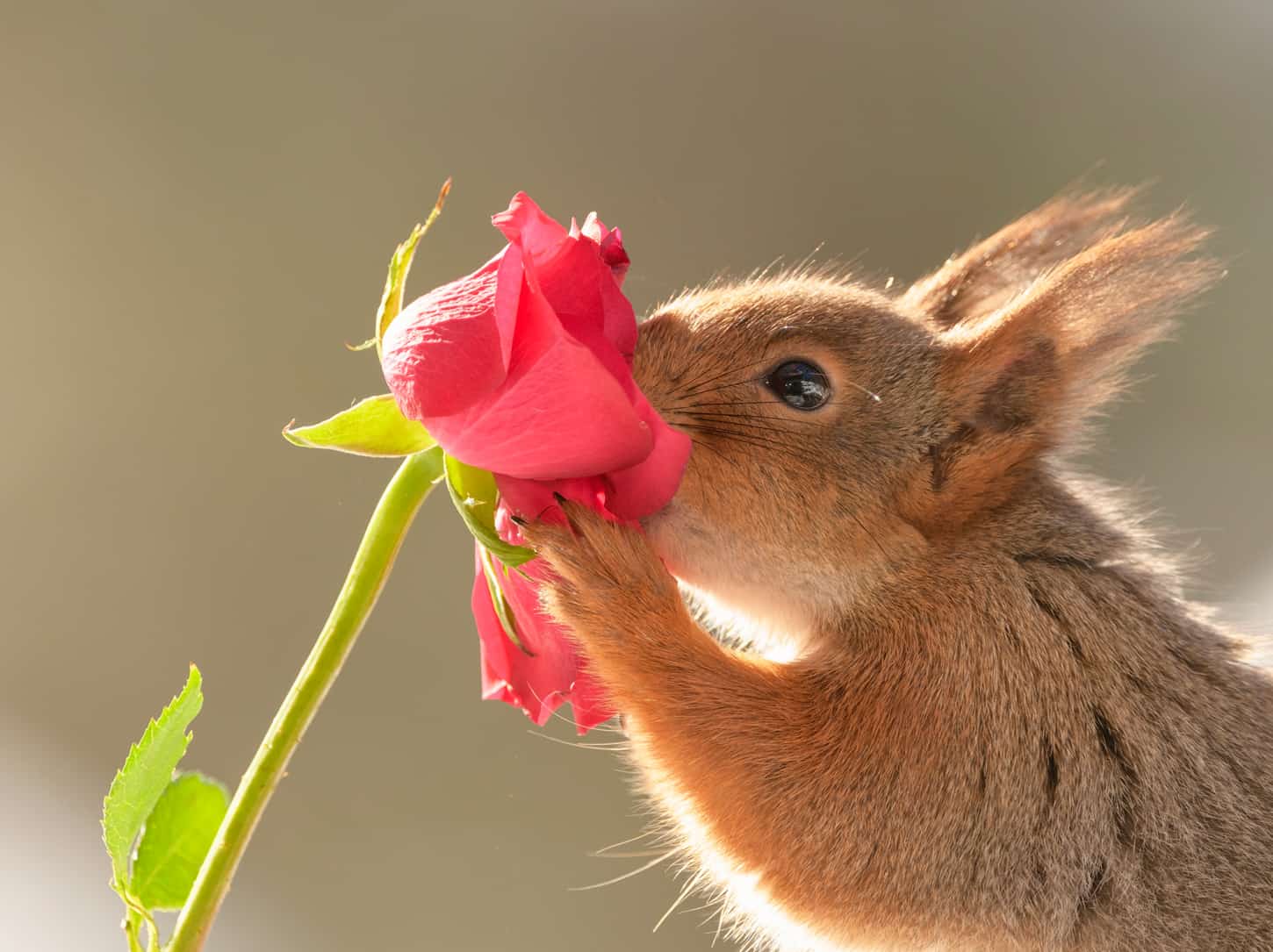 Do Squirrels Eat Flowers Like And Dislike Into Yard   Do Squirrels Like Flowers 