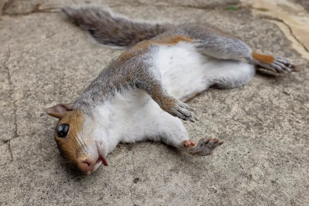 how do squirrels get injured