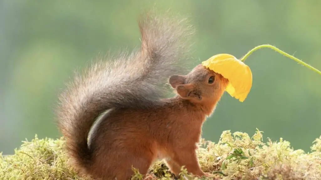 Do Squirrels Eat Flowers? Like And Dislike! - Into Yard