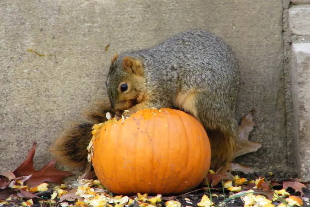 is pumpkin safe for squirrels