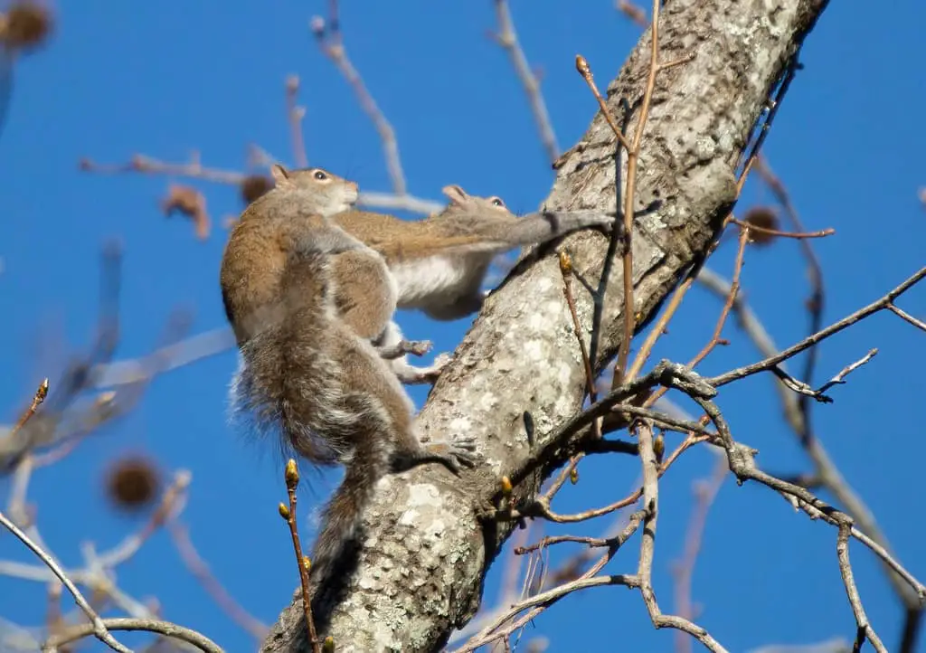 What Do Squirrels Do When They’re Mating - Squirrel Courtship