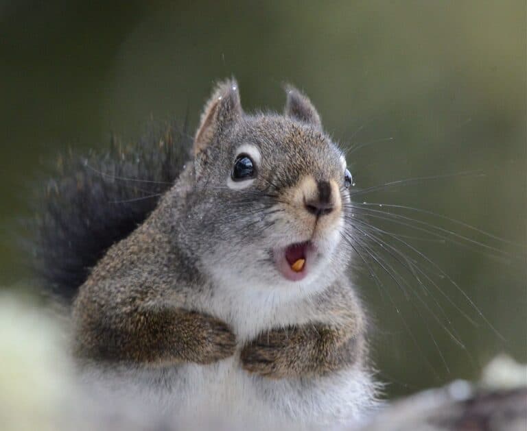 Orange Teeth Squirrel Teeth Facts Into Yard